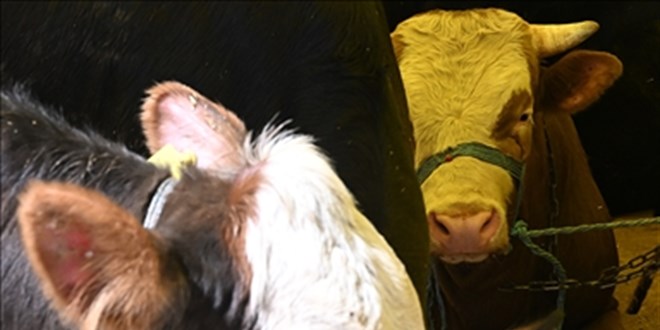 Hakem heyetinden 3 gnde len danalar iin kapora iadesi karar