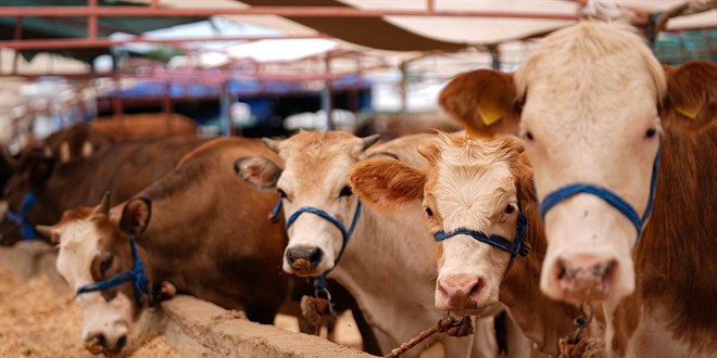 Kurbanlk Bak Seimi ve Bileyleme in Uzman Uyarlar