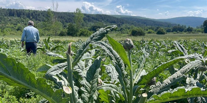 Dünyaca ünlü enginarları hırsızlar hasat etti