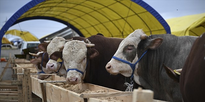 ESK, kurban pazarlarnda satlamayan hayvanlar satn alacak