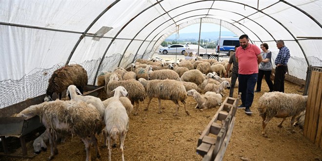 Ankara'da kurban pazarlarnda younluk sryor