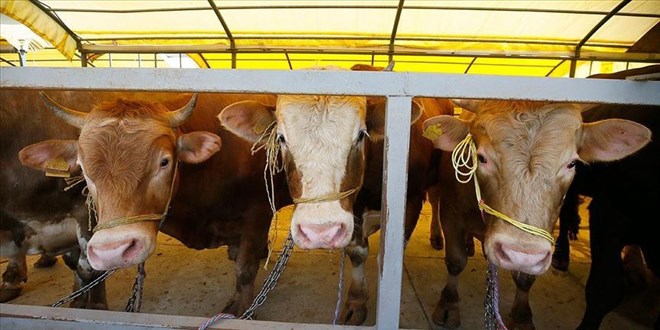 Karantina Maduru reticilere ESK'den Destek: Kurbanlklar Alacak!