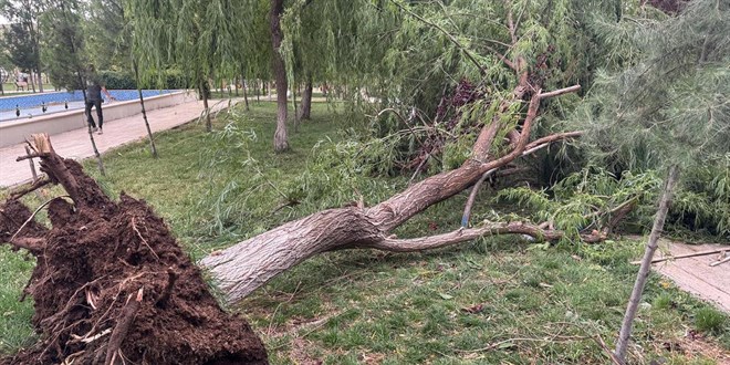 Siirt'te kuvvetli rüzgar ağaçları devirdi, çatıları uçurdu