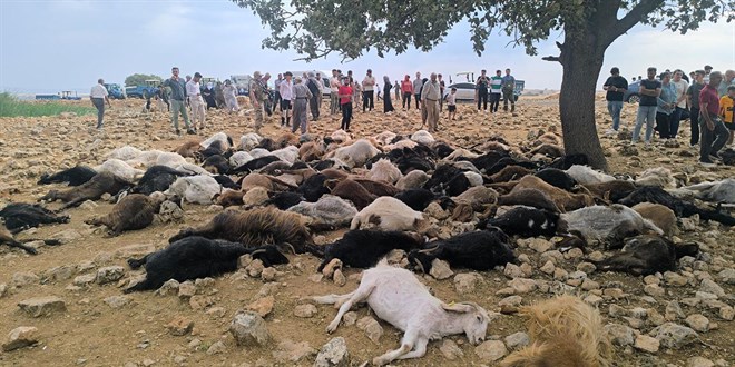 Şırnak'ta yıldırım düştü, 95 hayvan telef oldu