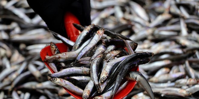 Hamsi, Trkiye denizlerinin deimeyen lideri