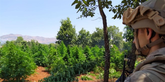 Diyarbakr'da 12 Milyon Kk Kenevir Ele Geirdi