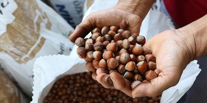 TMO 10 bin ton kabuklu fndn satn yapacak