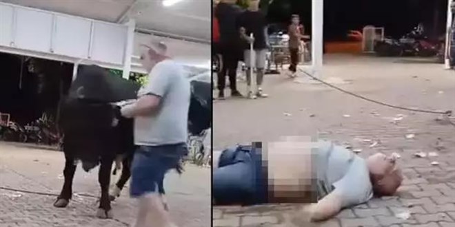 Para atarken boğanın boynuz darbesiyle havaya fırladı