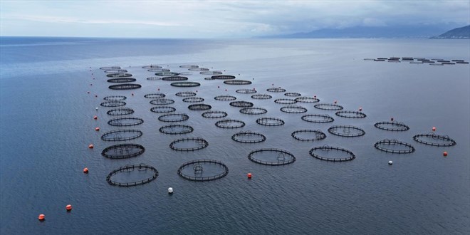 Trk somonu ihracatnda hedef 1 milyar dolar