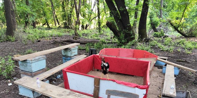 Hayvanlar� Koruma Derne�i Ba�kan�, horoz d�v���nde yakaland�