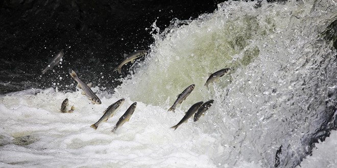 Ka�ak inci kefali avlayanlara 2,6 milyon lira ceza