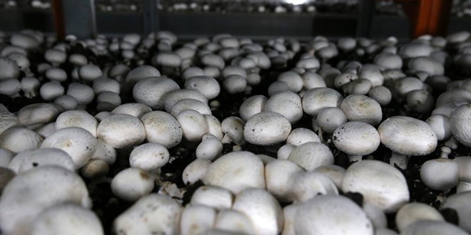 T�rkiye'de mantar �retimi 75 bin tonu a�t�