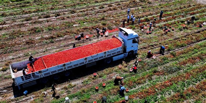 Domatesin tarlada kilogram fiyatı 3 liraya kadar düştü