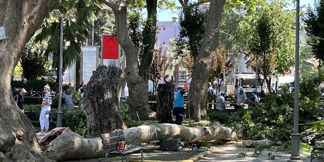 Ağaçtan kopan dal üzerlerine düştü: 1 ölü, 2 yaralı