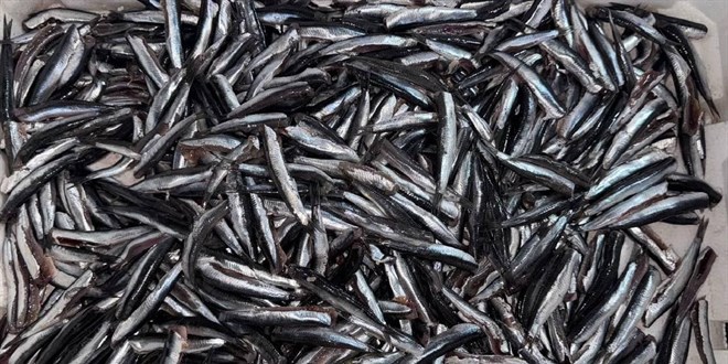 Hamsi y�l�n ilk yar�s�nda 19 �lkeden al�c� buldu