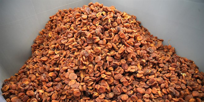 T�rkiye'den y�l�n ilk yar�s�nda 151 milyon dolarl�k kuru kay�s� ihra� edildi