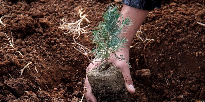 Yanan alanlara neden meyve a�ac� dikilmiyor?