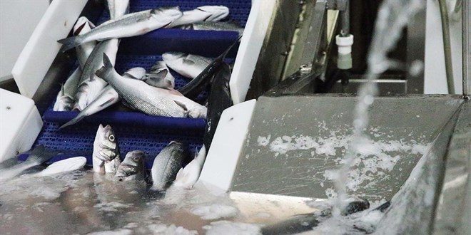 �klim de�i�ikli�i ve g�r�lt� bal�klarda �remeyi etkiliyor