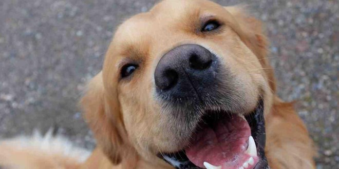 Köpekler parkinson hastalığını koku yoluyla tespit edebiliyor