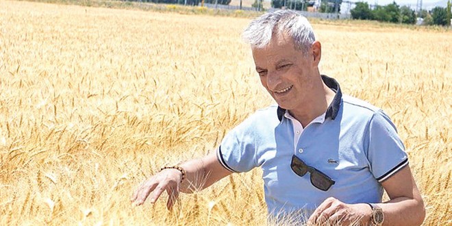 Konya'da 1,8 milyon ton civarnda buday rekoltesi bekleniyor