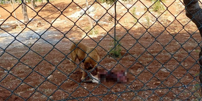 Başıboş köpekler koruma altındaki ceylanlara saldırdı