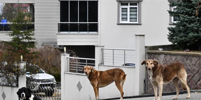 Başıboş köpekleri toplayan yok! Yasa çıkalı 1 yıl oldu