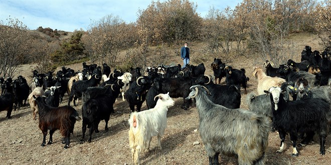 Ke�iler, orman yang�nlar�n� �nlemede gizli kahraman olabilir mi?