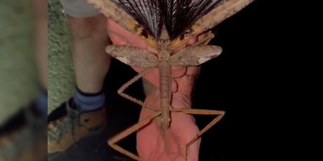 Avustralya'da 44 gram arlnda yeni bir denek ekirgesi tr kefedildi