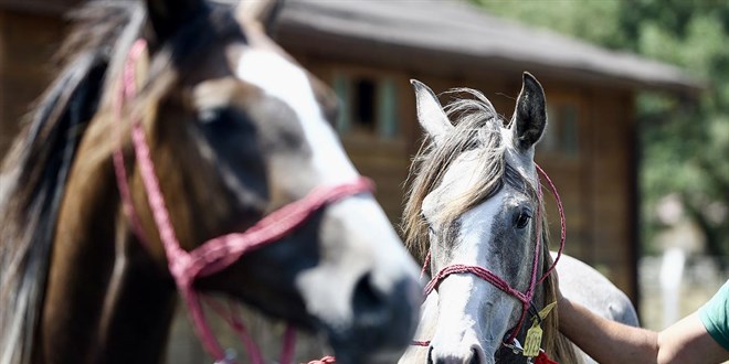 T�GEM 69 safkan Arap ko�u tay� satacak