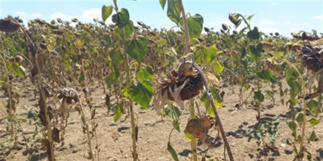 Kuraklk Trakya'nn simgesini vurdu: Bu yl sararmadan soldu - Son Dakika Haber
