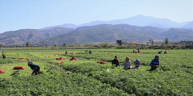 DMM: Mevsimlik tarm iilerine salanan destekler artrld