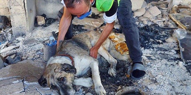 Yang�nlardan etkilenen yaral� hayvanlara y�nelik Bakanl�ktan uyar�