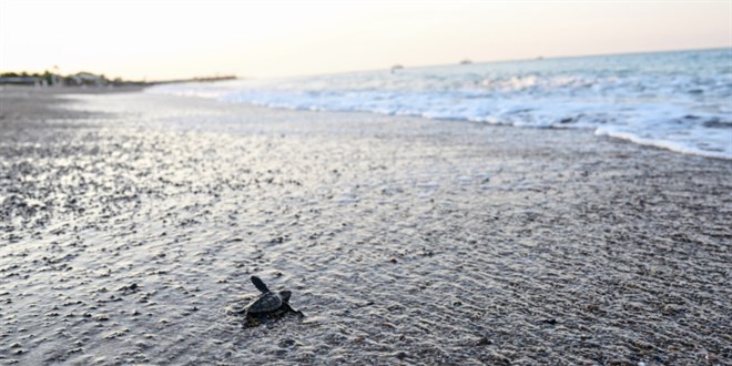 Caretta caretta yavrular� mavi sularla bulu�tu