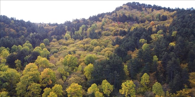 Samsun ve Zonguldak'ta orman snrlar deiti!