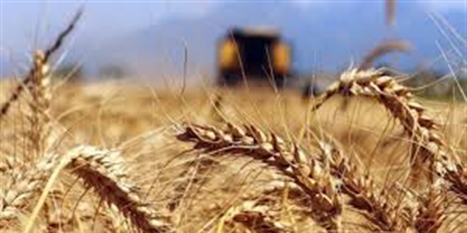 Son aylardaki yksek scaklklar tarm ve evreyi olumsuz etkiliyor