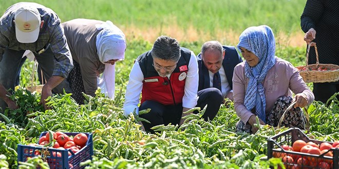 Bakan Yumaklı hasada katıldı, üreticilerle domates topladı