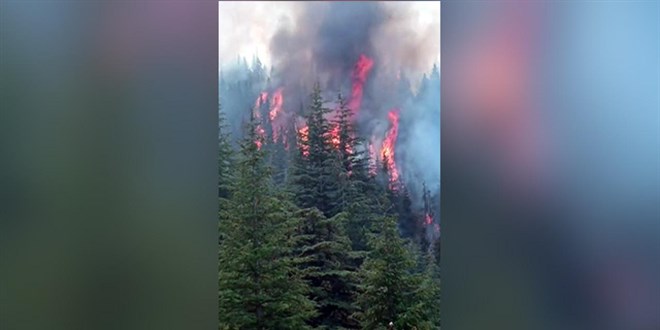 Arıları sakinleştirmek isterken 80 hektar sedir ormanını yaktı