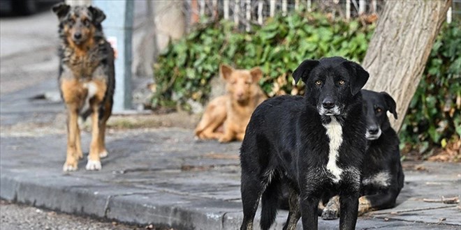 stanbul Valilii'nden sahipsiz hayvanlar iin toplama karar!