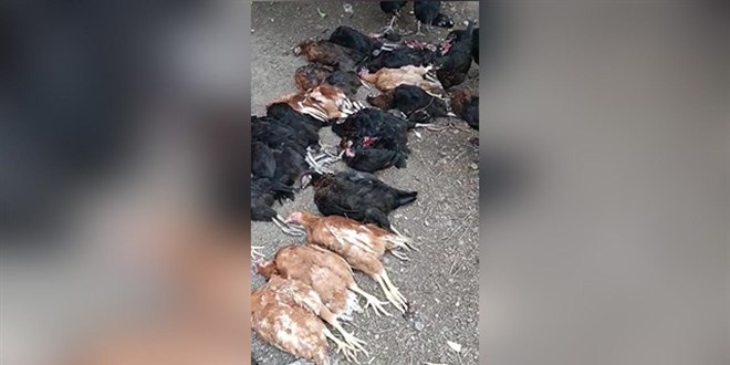 Başıboş sokak köpekleri 70 tavuğu telef etti