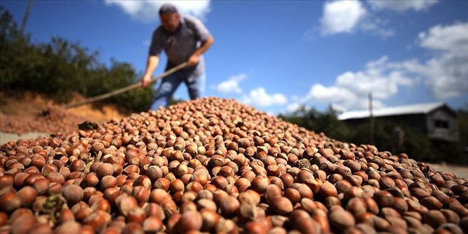 Fındık ihracatında rekor! 124 ülkede alıcı buldu
