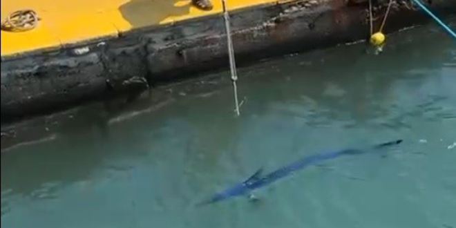 Nadir g�r�len yelken bal���n� yaralayan �ahsa ceza