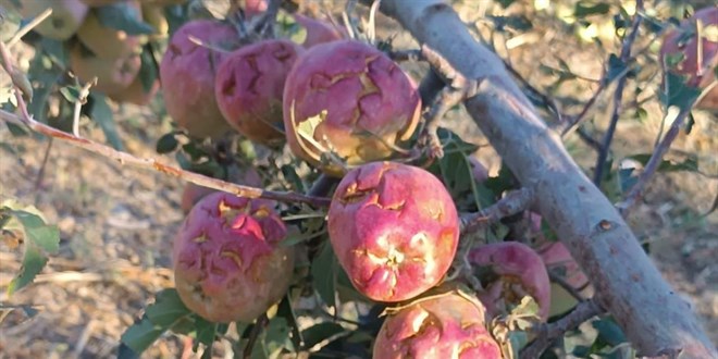 Dolu yağışı ekili alanları vurdu: Elmada zarar 100 milyon Türk lirası!