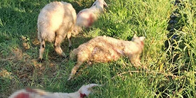 Başıboş sokak köpekleri 6 kuzuyu telef etti