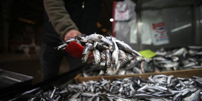 Hamsi ihracat 9.9 milyon dolara ulat