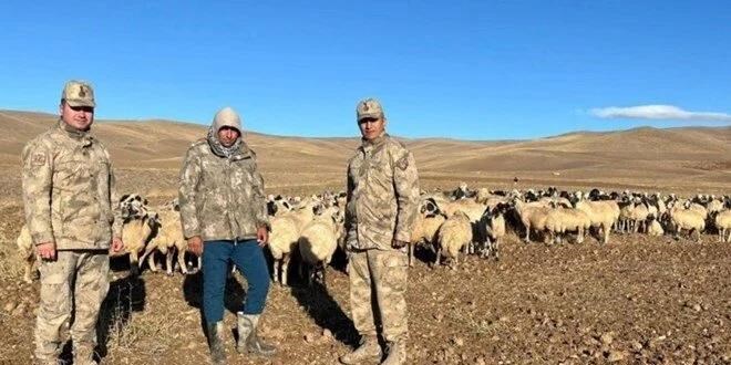 Kaybolan 300 koyun İHA desteği ile bulundu
