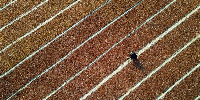 Çekirdeksiz kuru üzümde rekor: Az ürün, büyük kazanç!