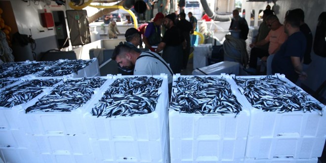 Bal�k��lar�n a�lar� hamsiyle doldu