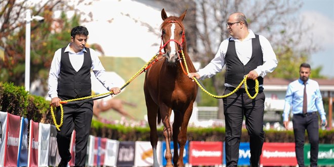 TİGEM 15 safkan Arap koşu tayı satacak