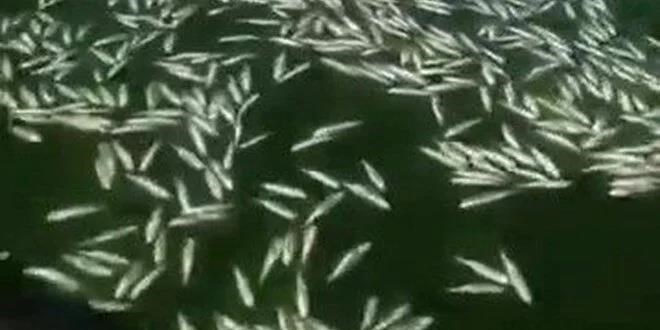 Kahramanmaraş'ta sır barajı'nda balık ölümleri!