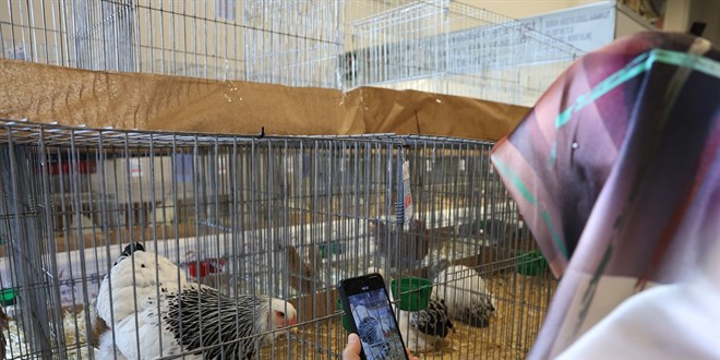 En renkli süs tavukları Elazığ'da buluştu